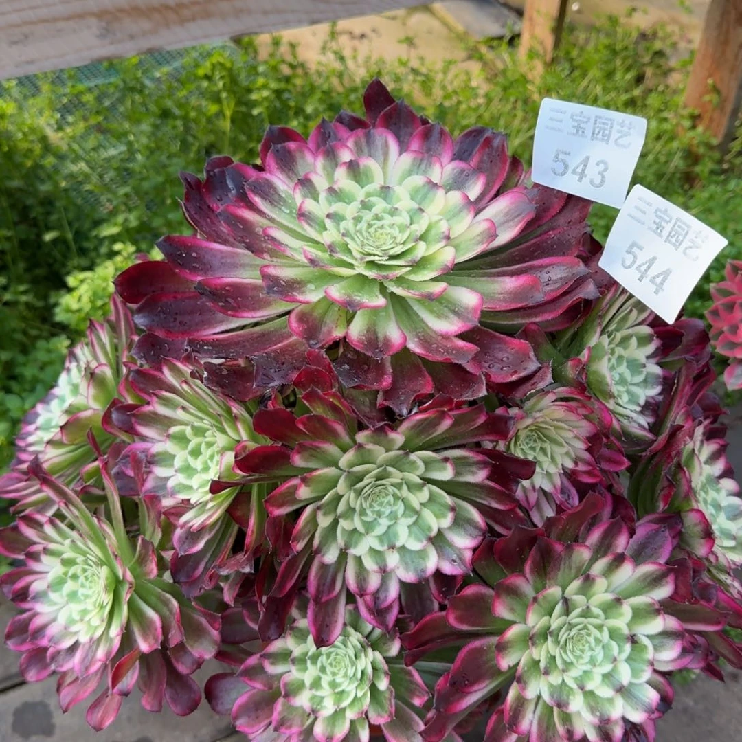 是**一多肉植物543544水墨年华