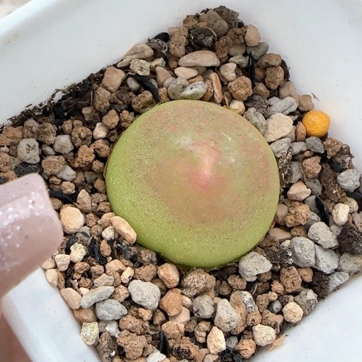 358灯泡尺寸2.4带盆土