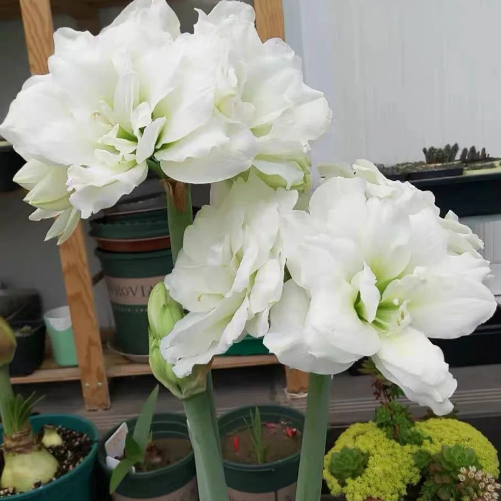 【阿弗雷】国产优选自然球重瓣朱顶红种球多年生好种