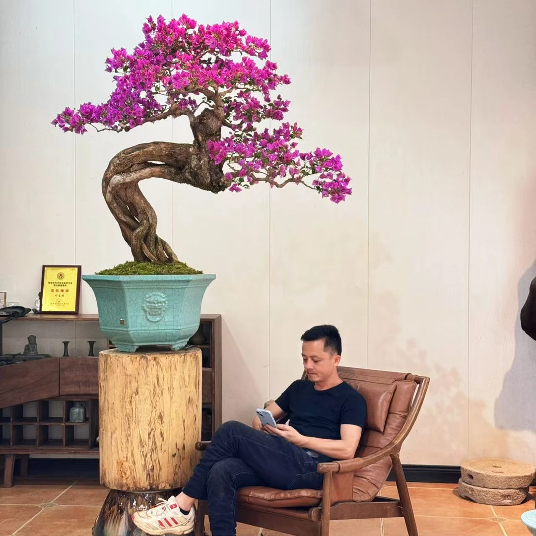 【叶胜园艺】精品小叶紫老桩三角梅盆景