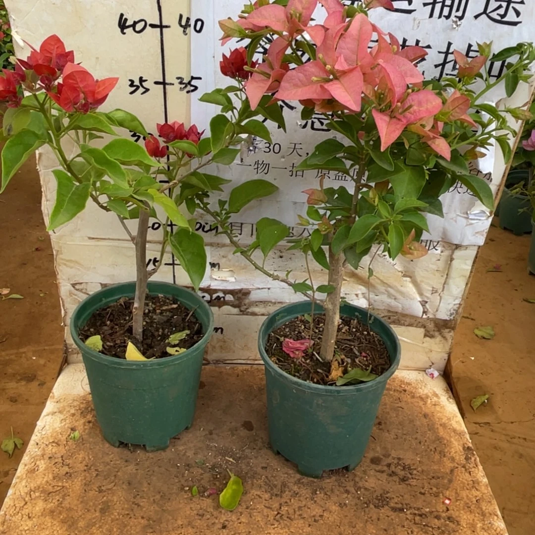 白***水当前无花栽培后可以开花7-4116