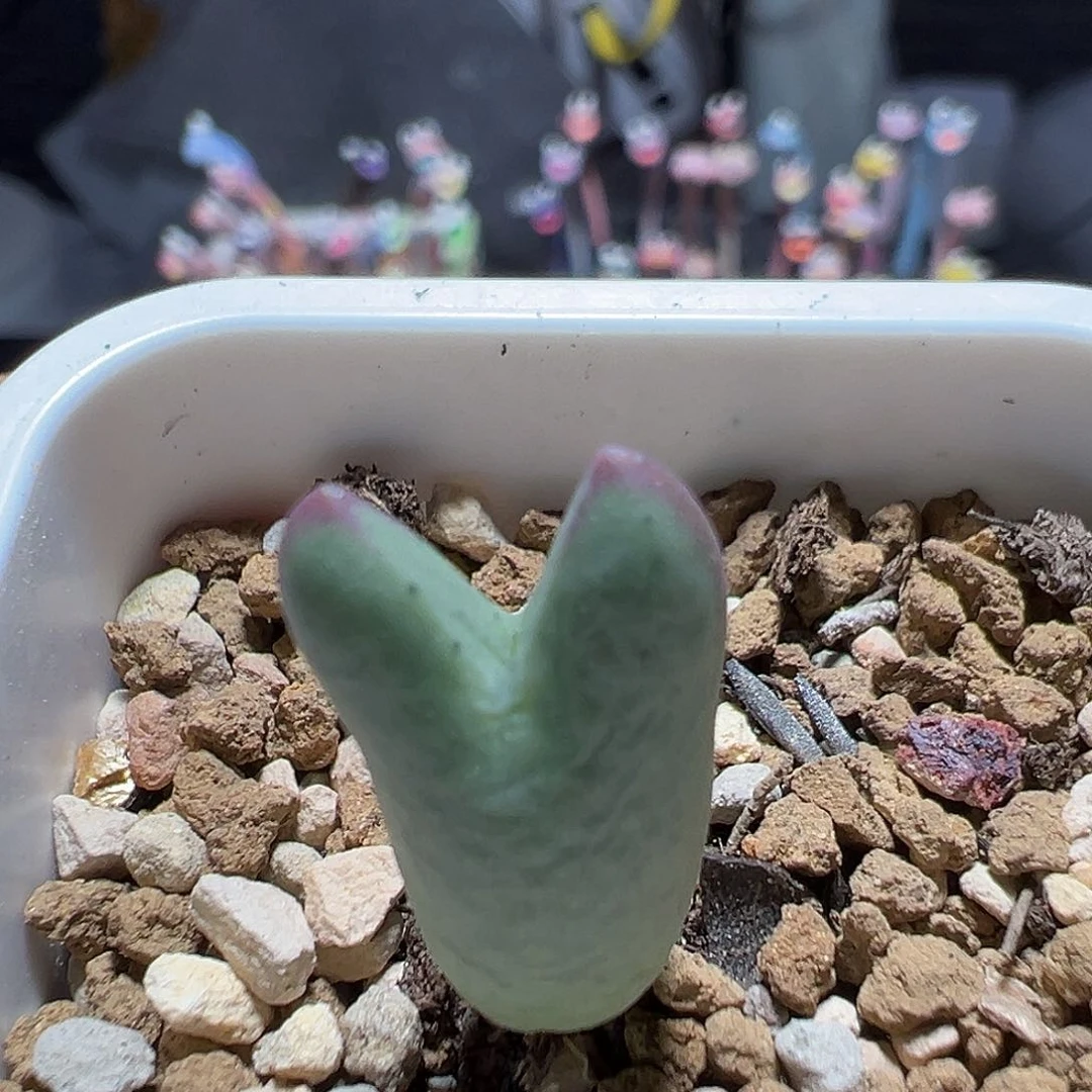 458皮卡丘不带毛一颗