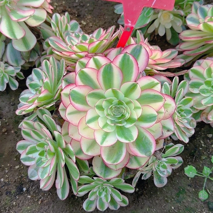 1-29荔枝多肉法师
