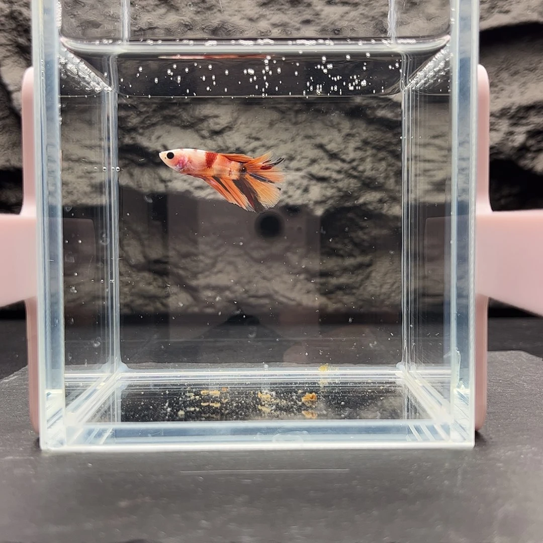 海水鱼宙斯斗鱼竞拍11-19