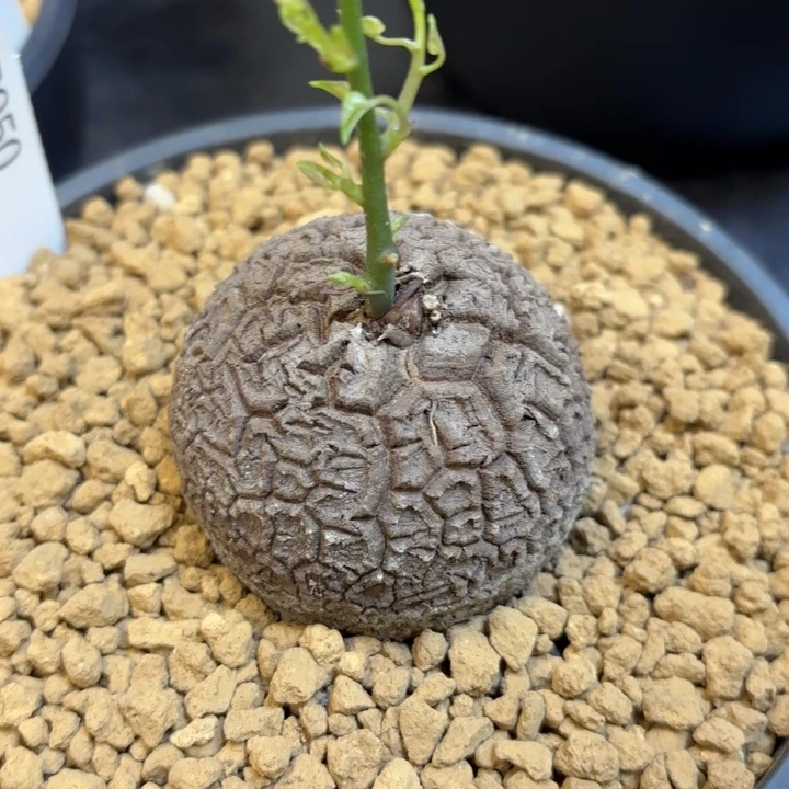 950号龟甲龙带盆包邮尺寸5+