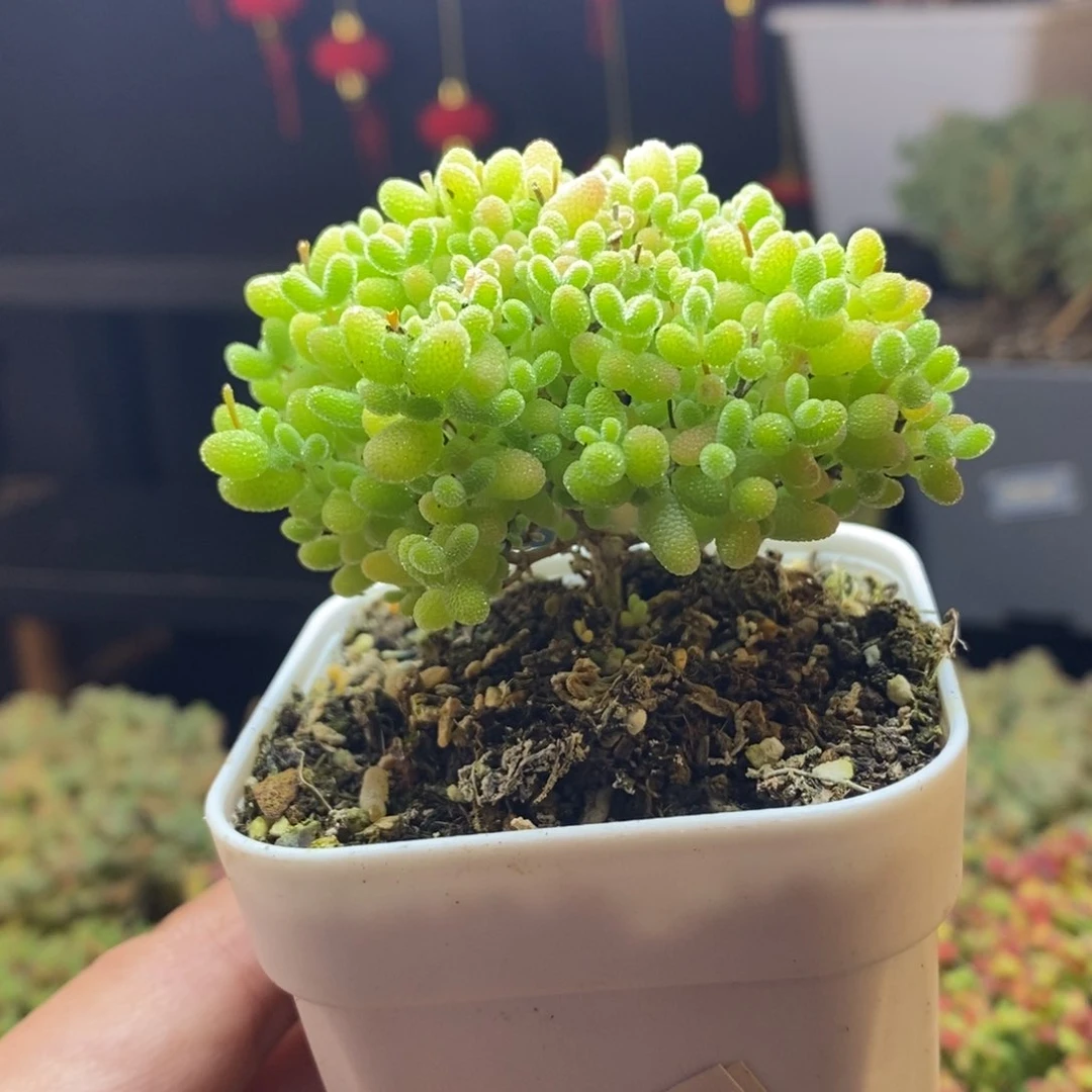 88号蜜橘糖球枝干多肉