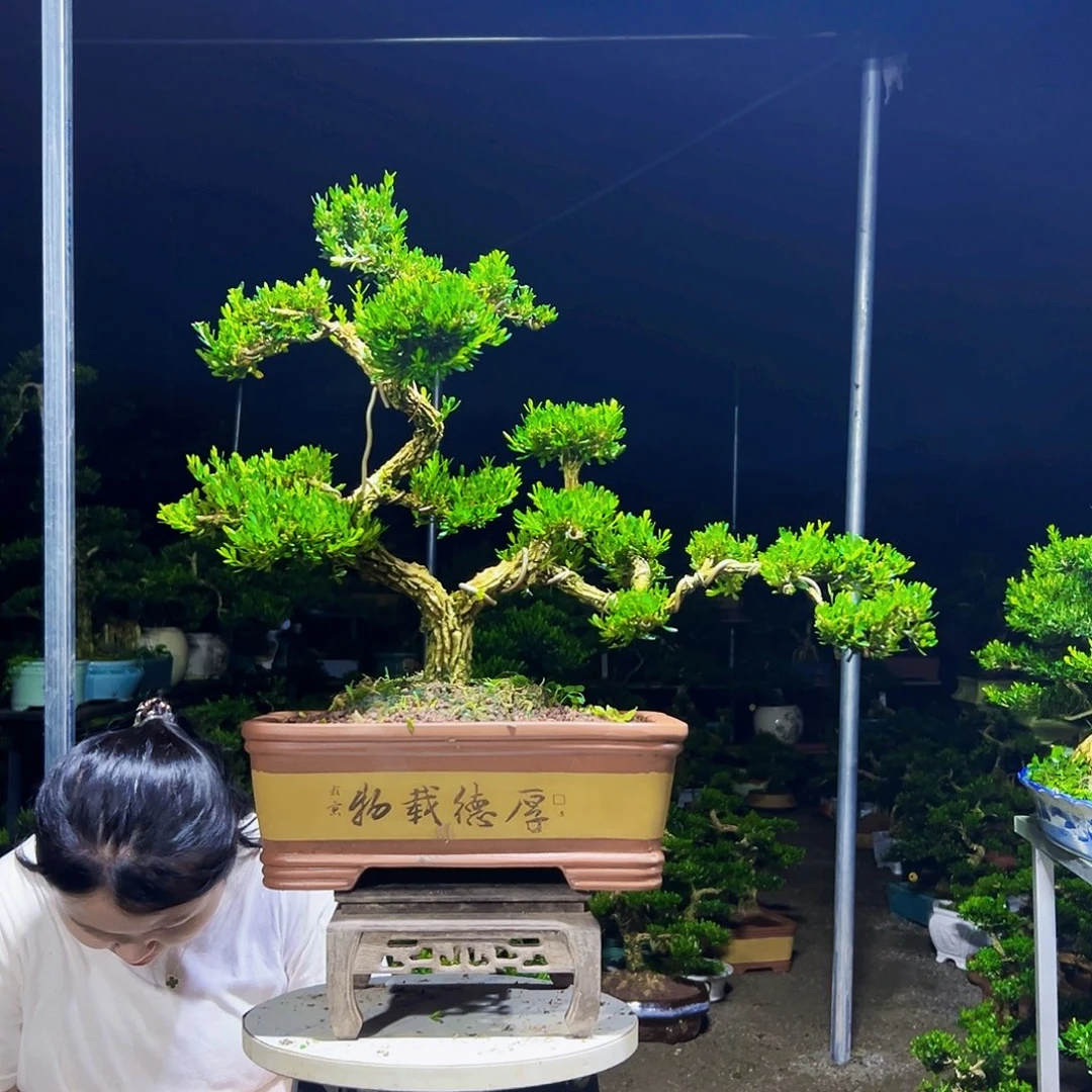 戒***你无花朵黄杨木