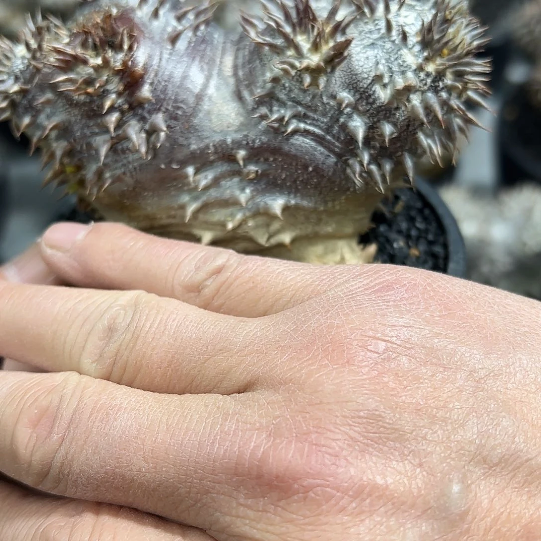 @*蛋双头紫皮大黑88888888