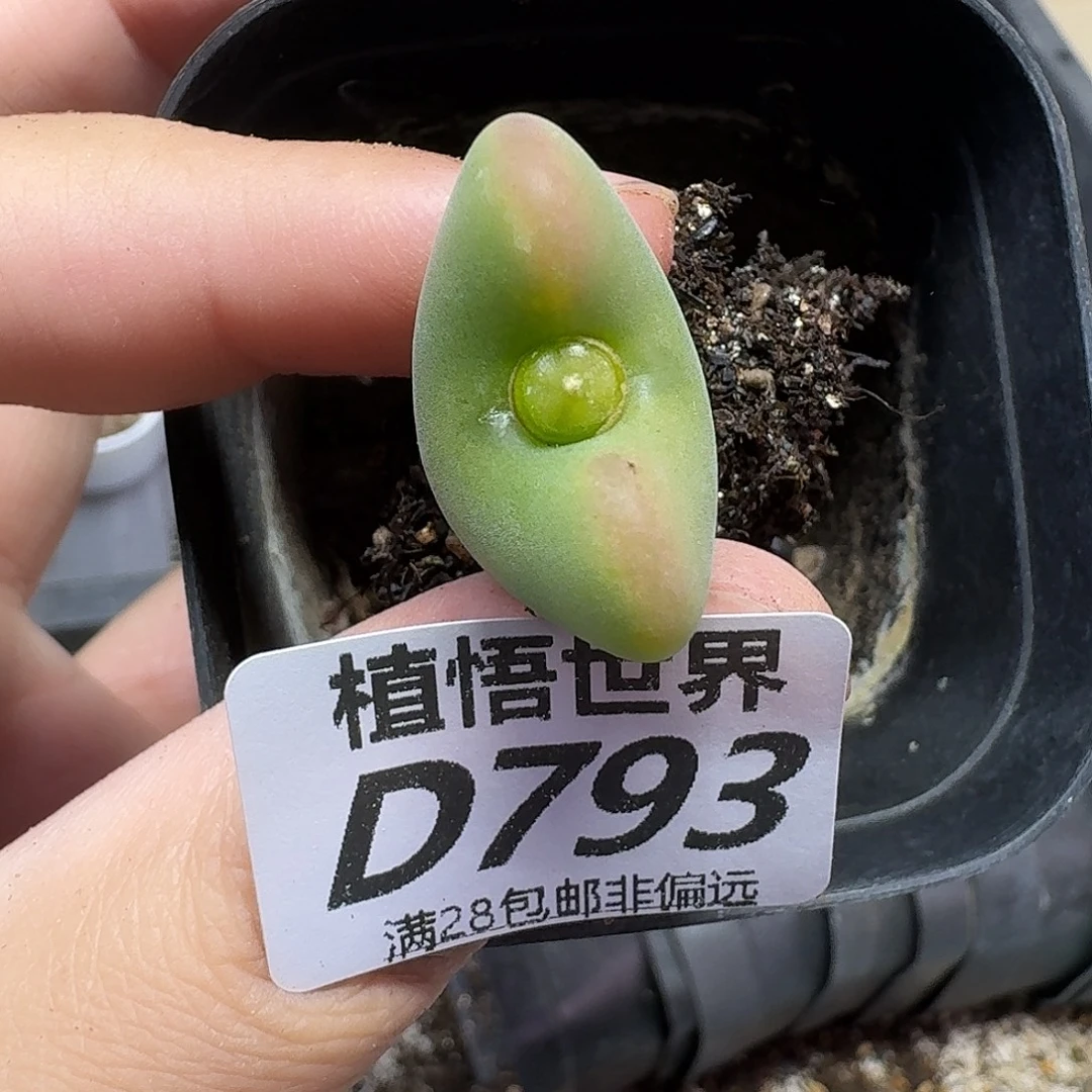 多肉植物的润泽fghn