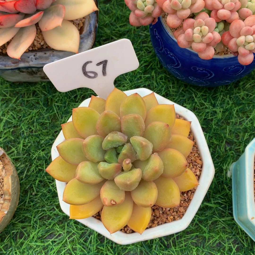 宁****?红象牙多肉植物62772