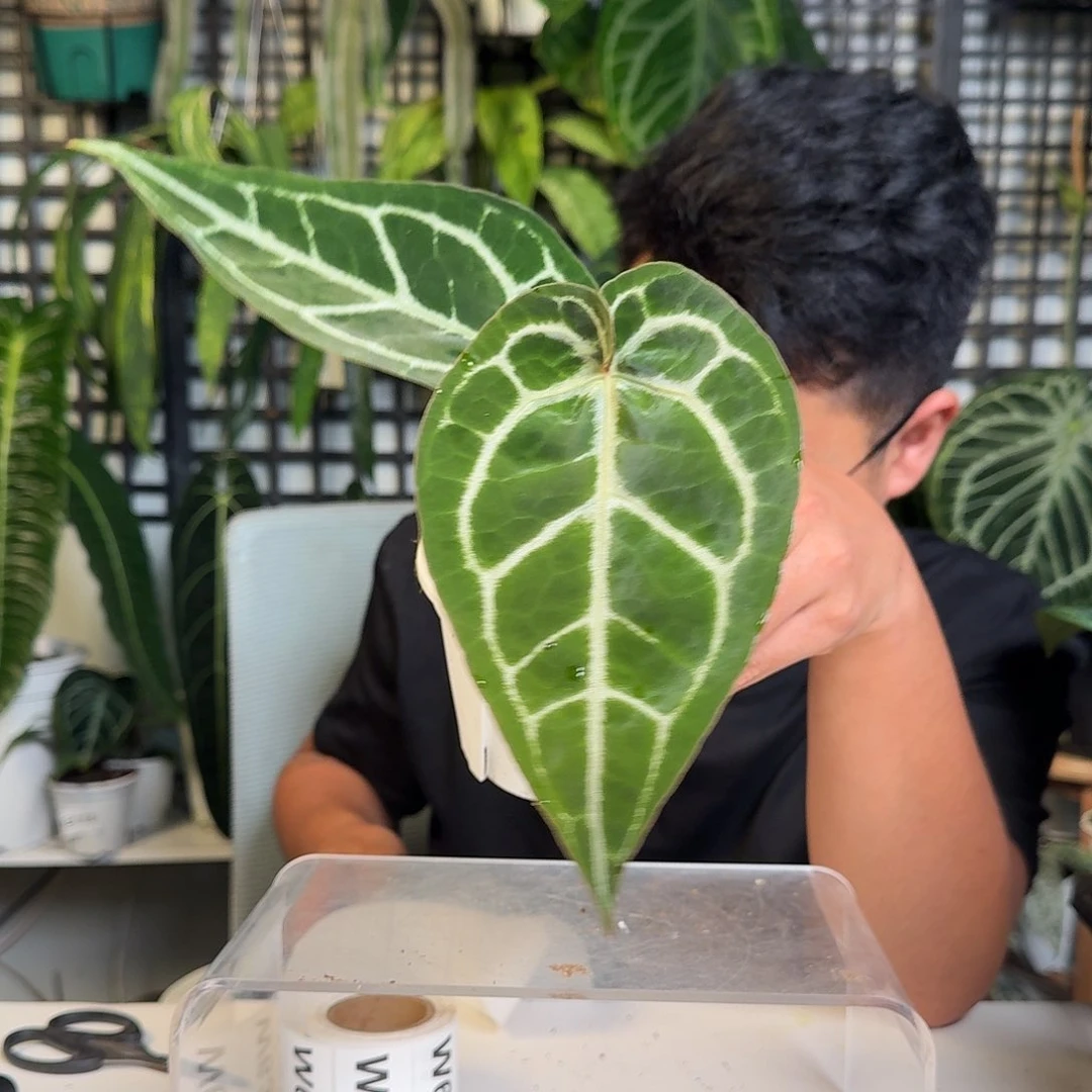 无花朵Y**g一物一拍W56