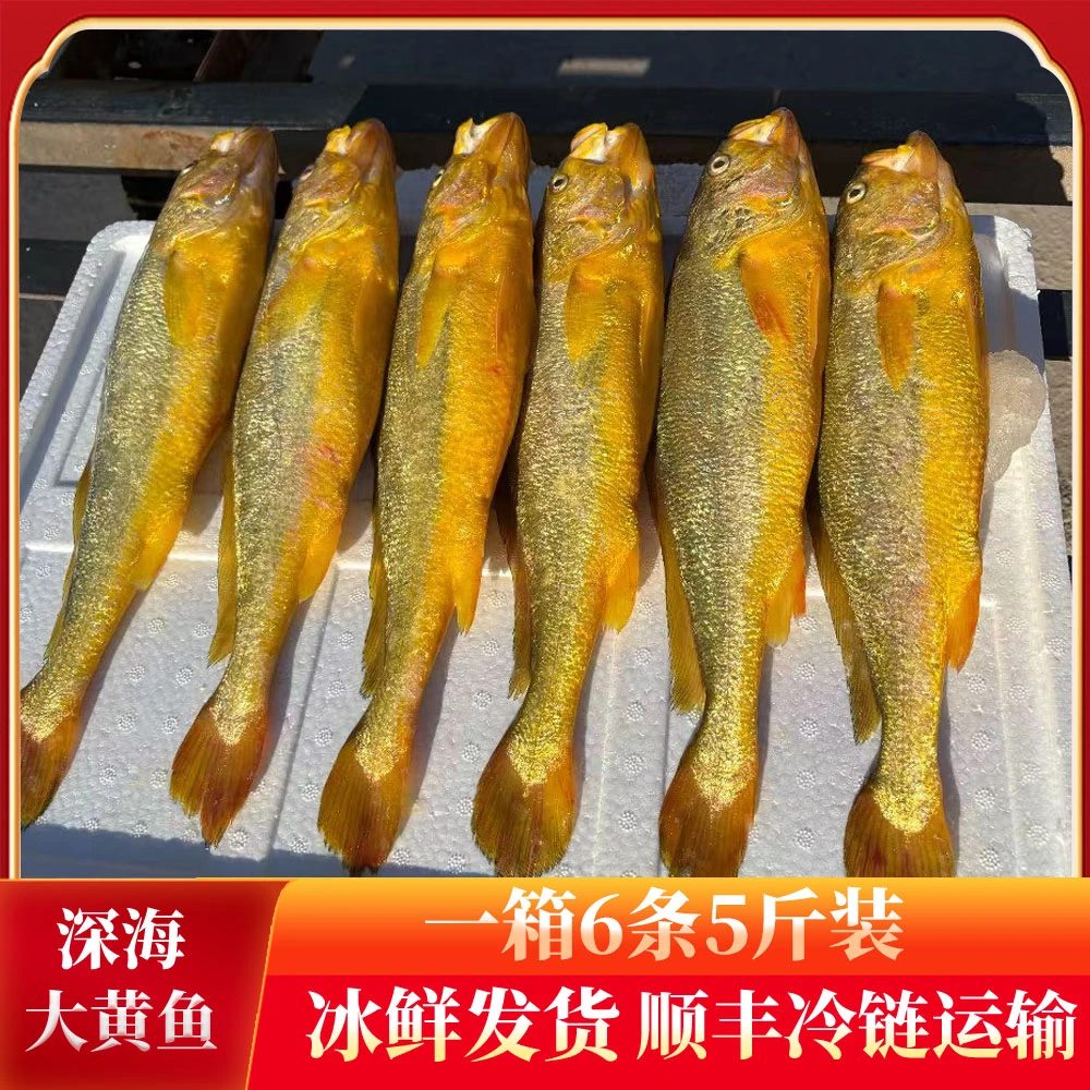 【深海大黄鱼】东海精选深海大黄鱼，一箱6条5斤装，现捕新鲜顺丰包邮