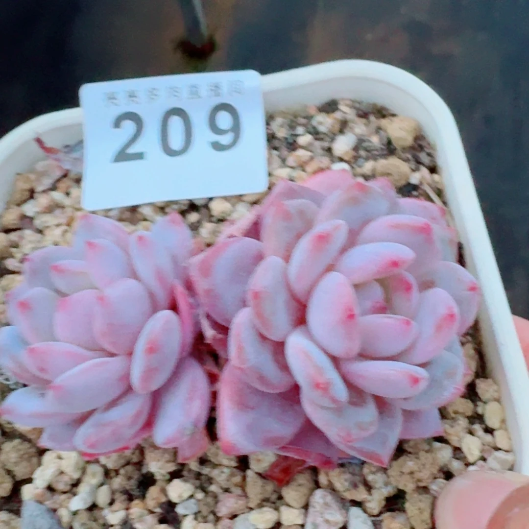 玉芙蓉            精美多肉植物