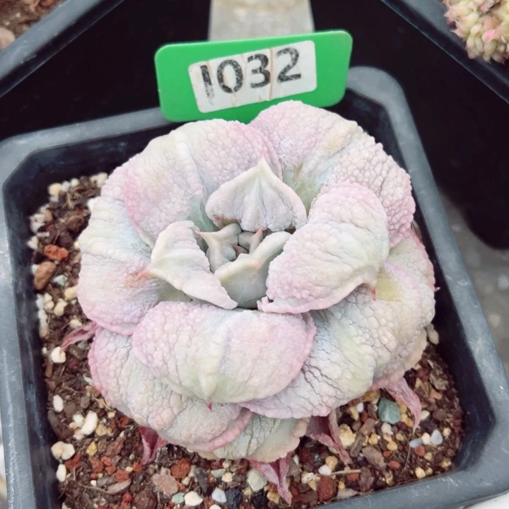 开***黄留财饺子皮8cm福利