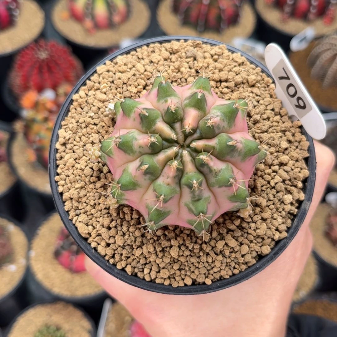 侧芽 米哈仙人球