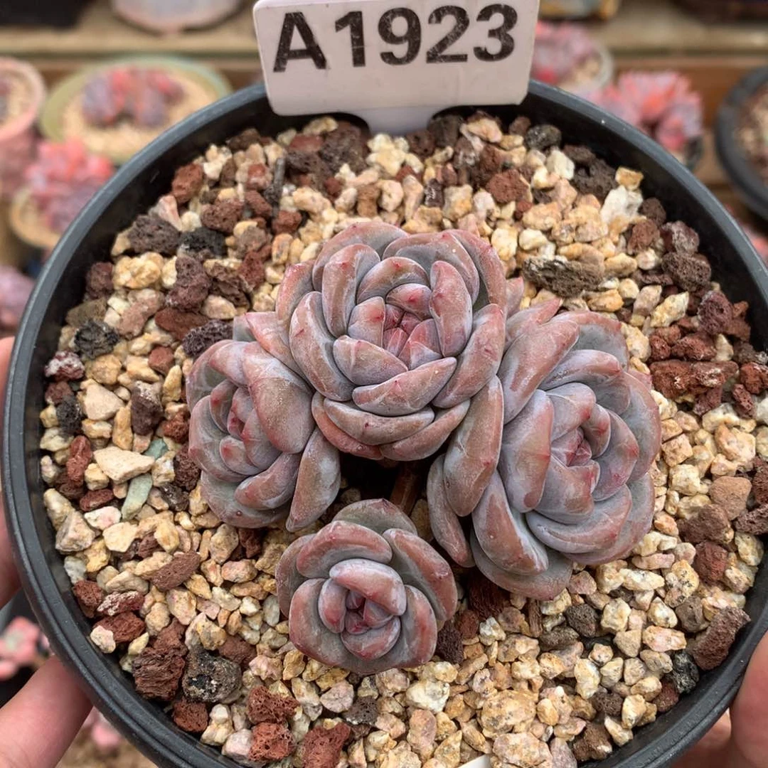 A1923 玫瑰花脸星影老桩 有砍 8cm