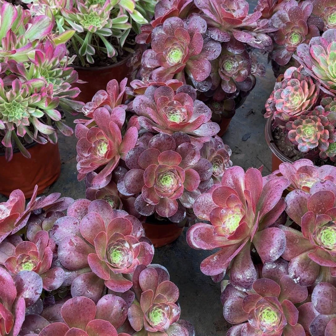 魅金玫瑰绣球9.9多肉植物