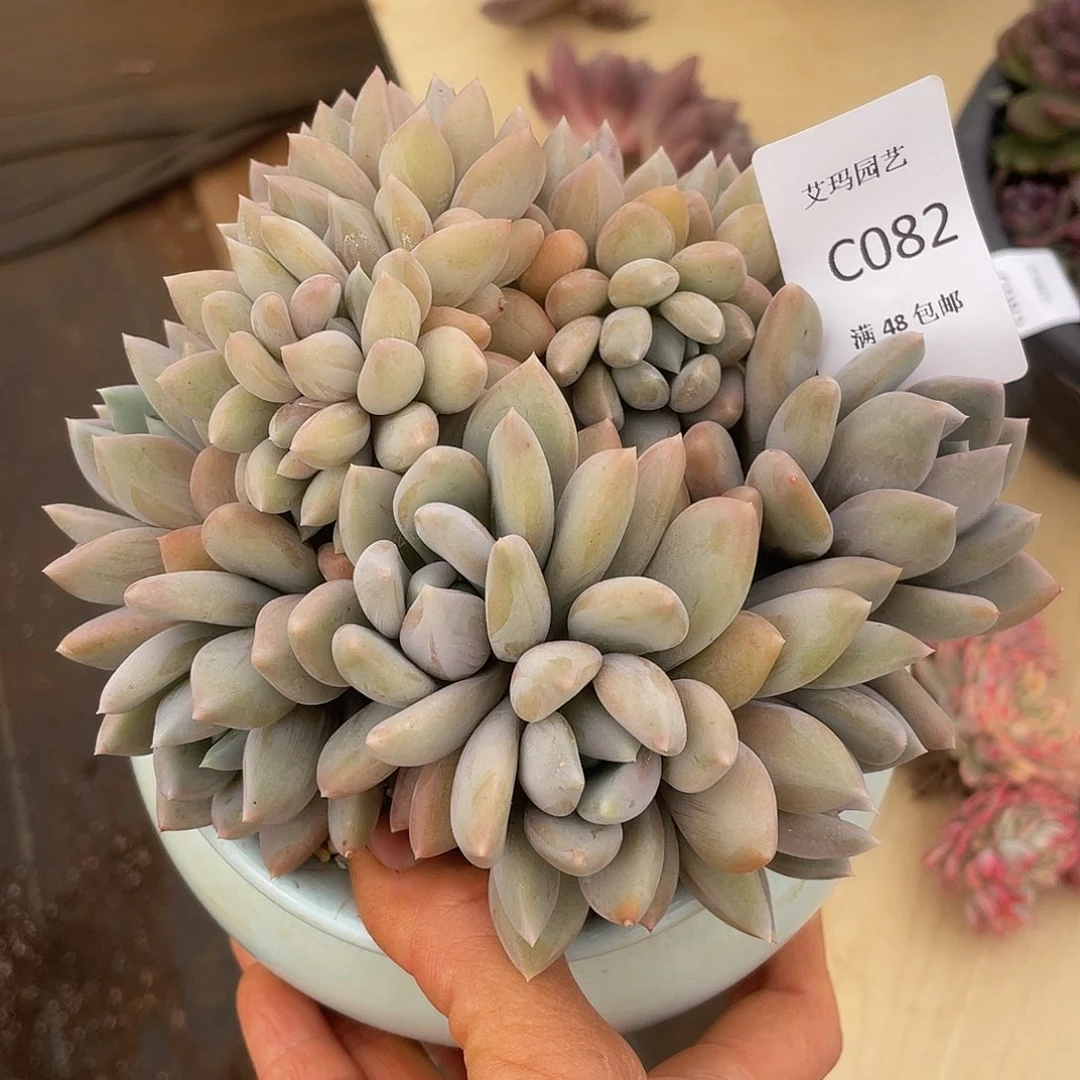 胖美人缀082 多肉多肉