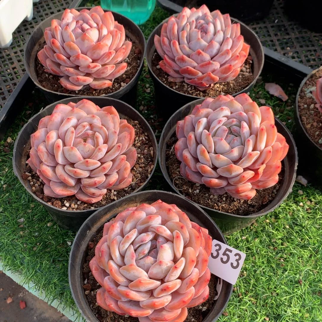 353橙子多肉植物