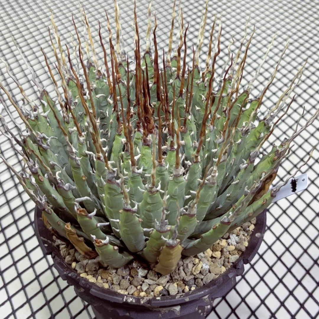 【闪购商品】无花朵曲刺妖炎5800