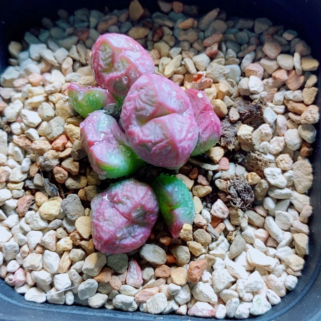 生石花花花哈哈哈哈哈哈701