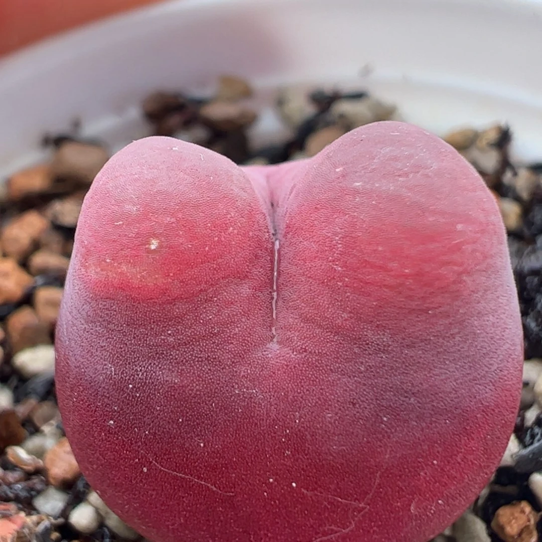 紫龙猫拉毛多肉植物百科