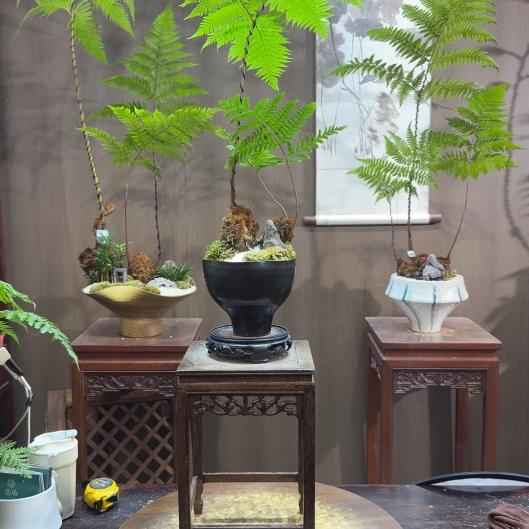 淼***鱼无花朵蕨类植物一物一拍
