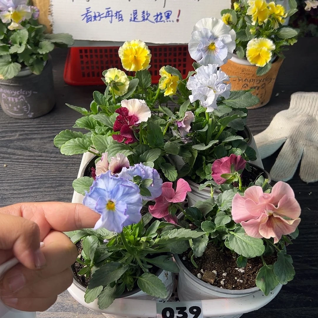 大部分花苞少量开放039号