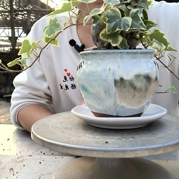 超***区小盆景小植物一物一拍142