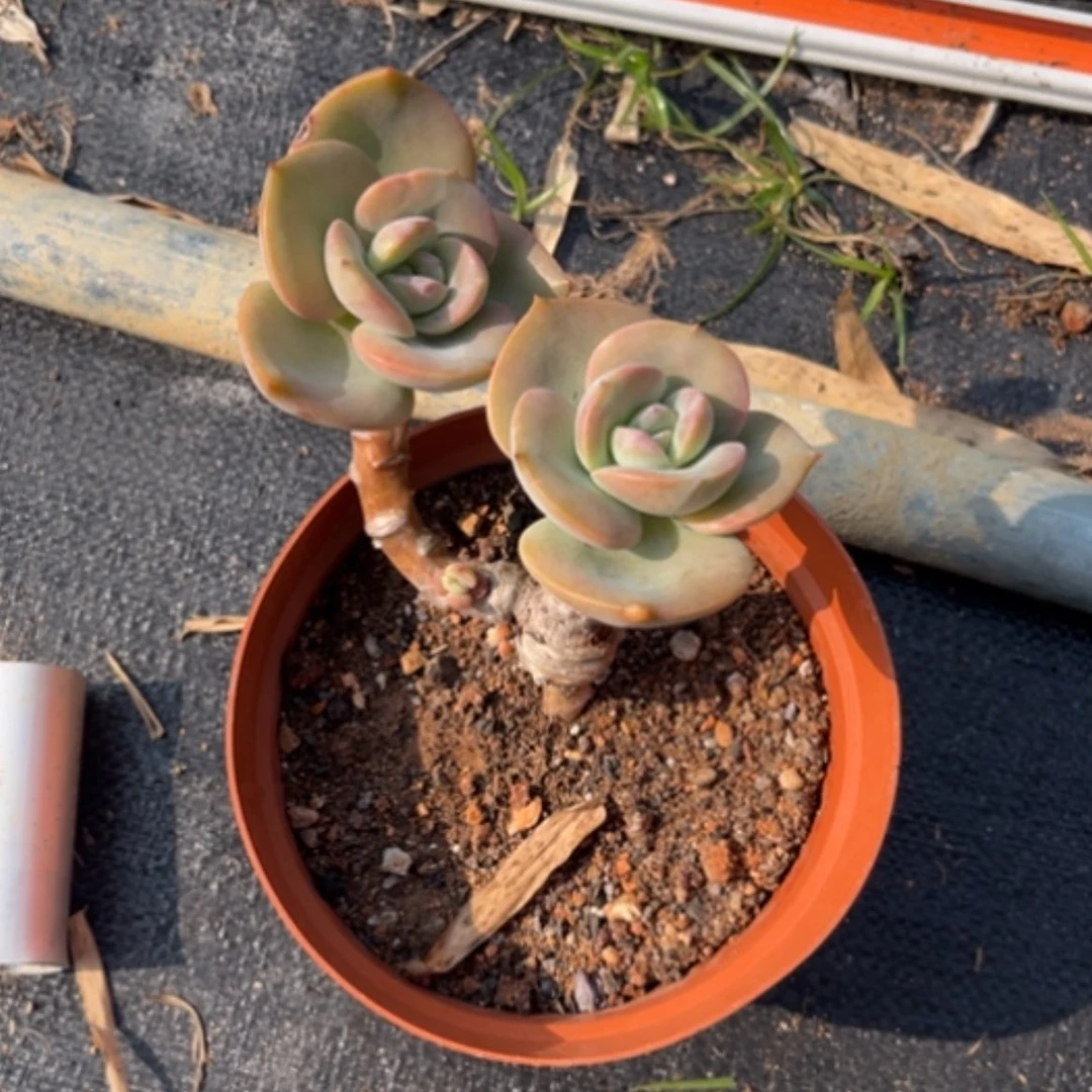 【闪购商品】曾****表白凤