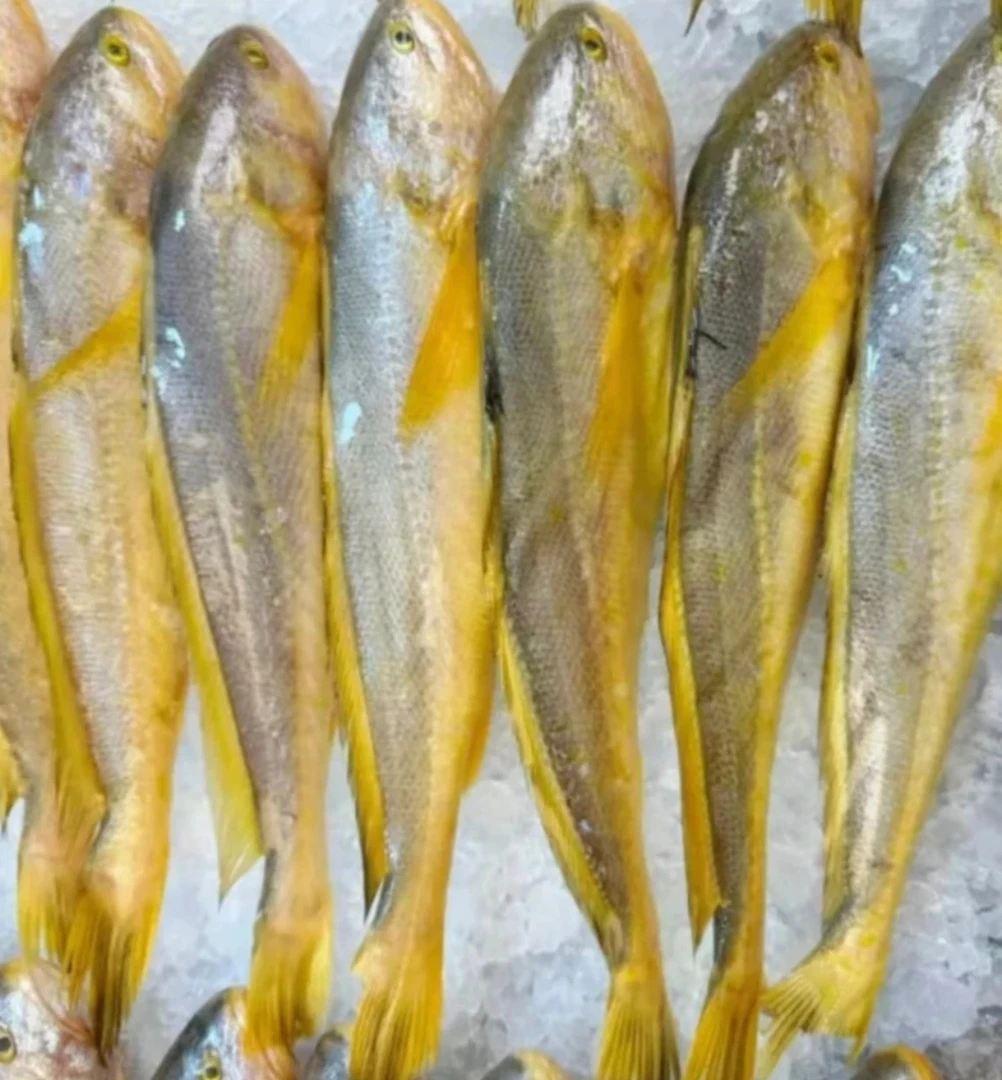 （鲜冻）野生黄鱼7两左右每条到手7大条 连云港发货