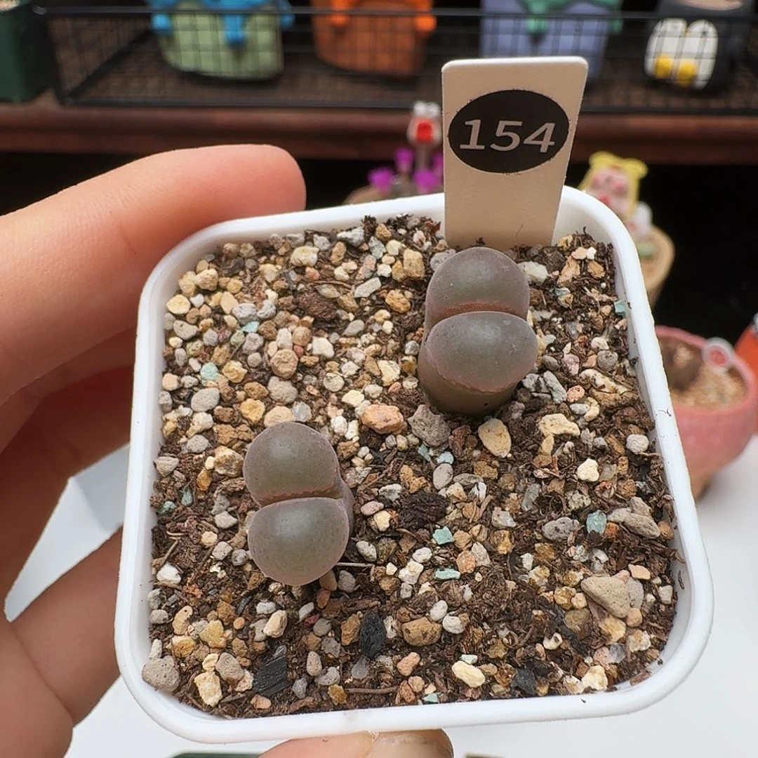 多肉植物福利风铃154