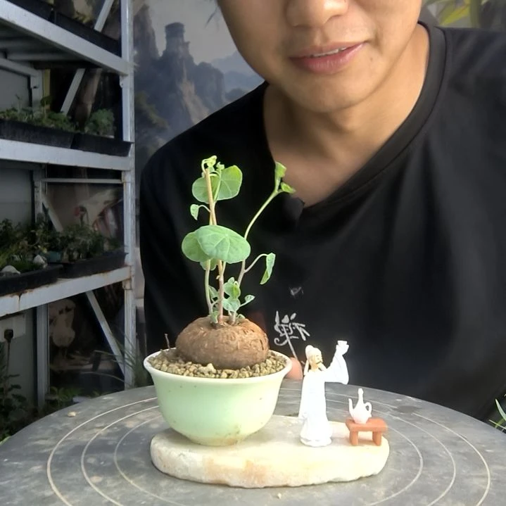 岁*中青园艺一物一拍292