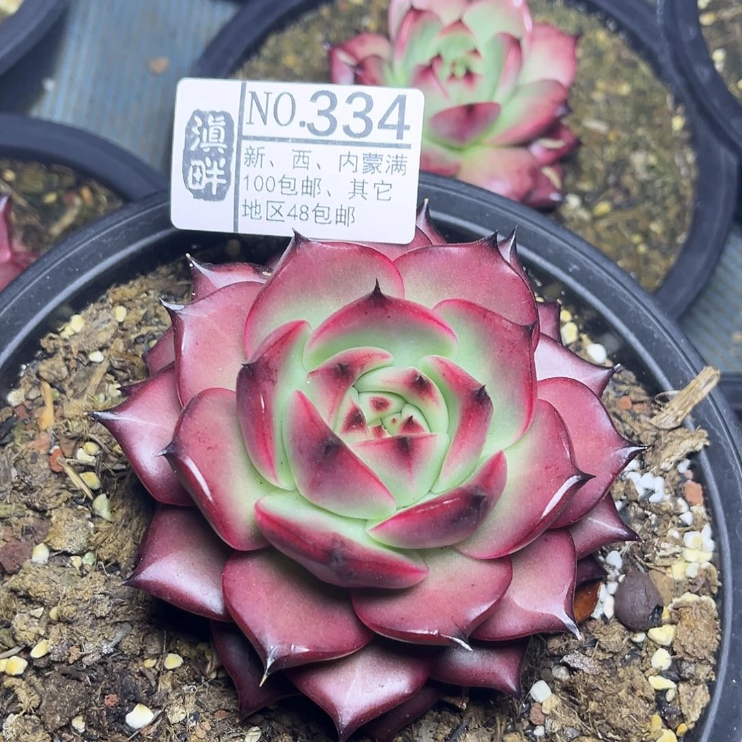 334……………………………………菩萨