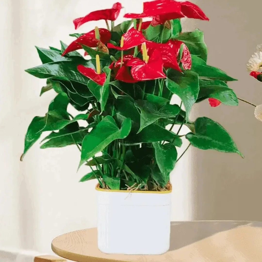 大盆红掌6--8掌XY四季开花绿植花卉室内40—50cm