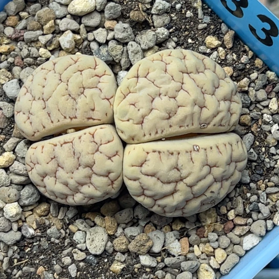 6331双头凹凸脑纹189一颗