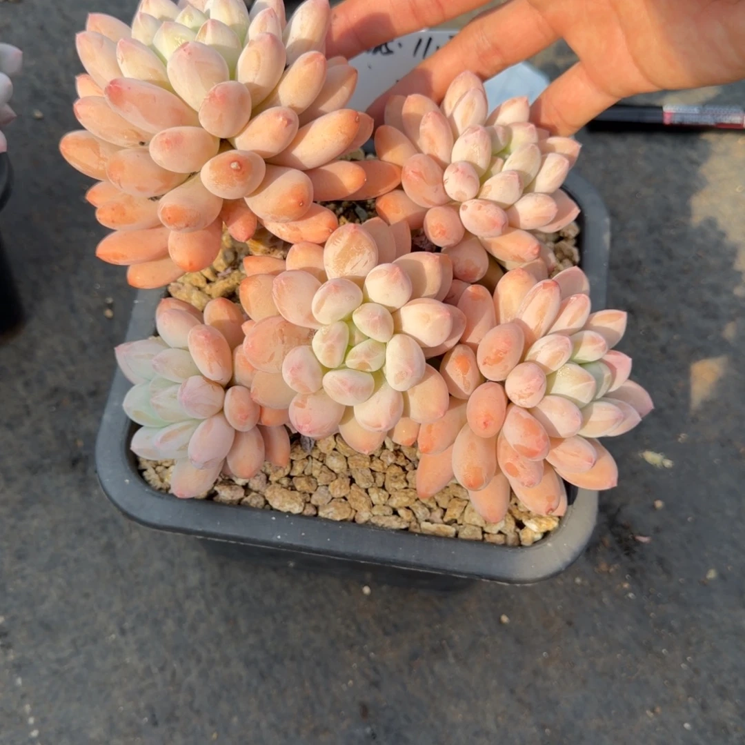 一物一拍精控香所15