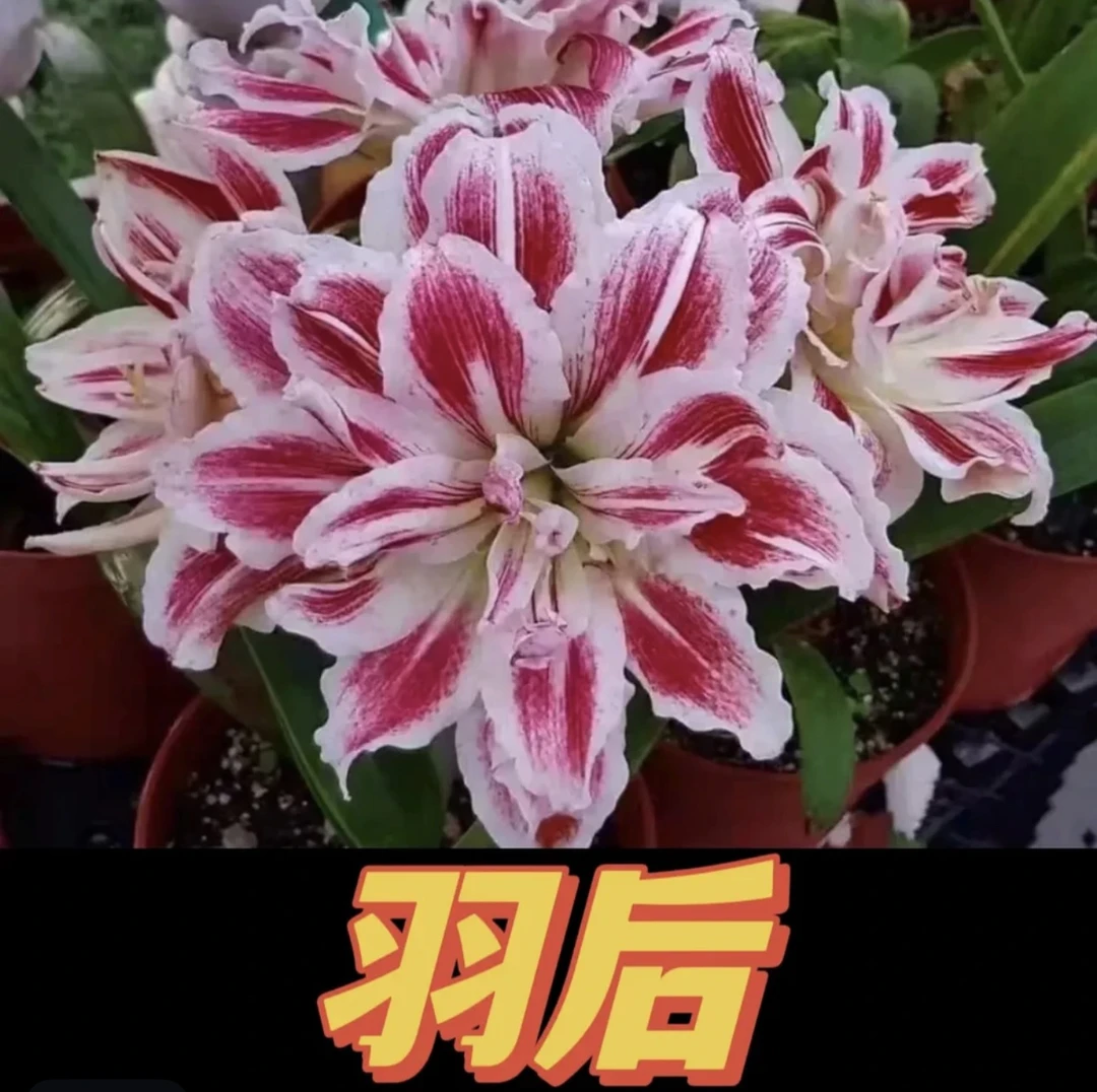 羽后）朱顶红种球4-5厘米【1颗】