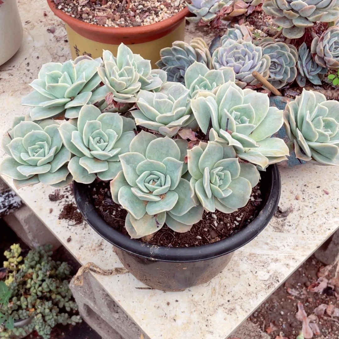 m****大玫瑰，多肉植物，