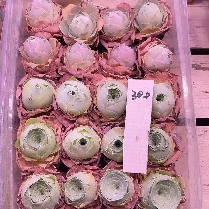 山地玫瑰30号，一物一拍20颗3cm左右