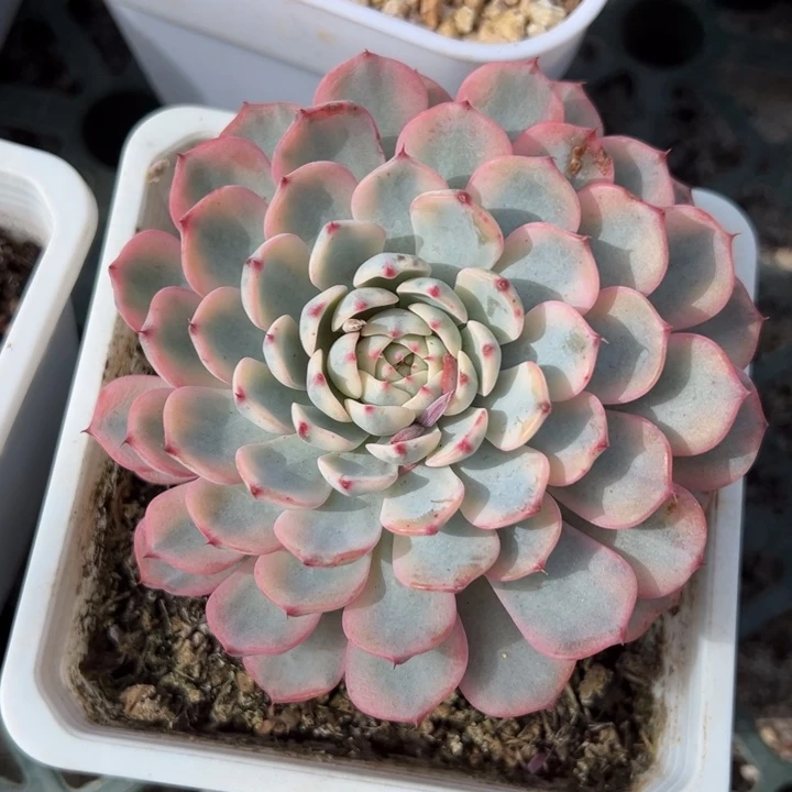 姬莲锦一物一拍锦龙