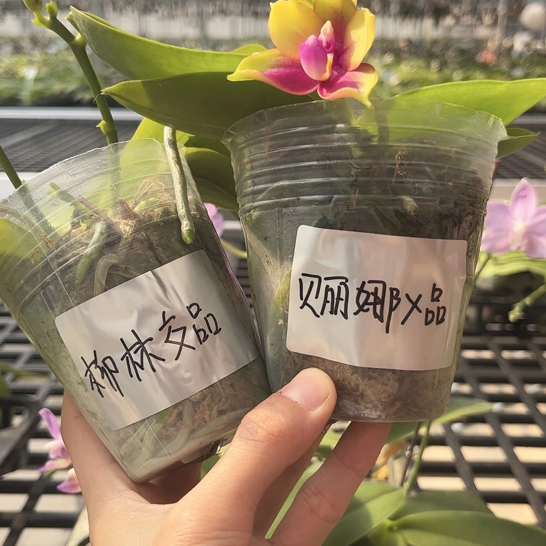 完全开放蝴蝶兰拍一发二