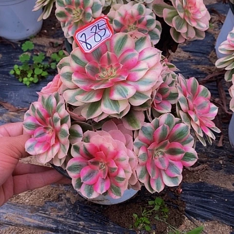 红心倾城老桩捧花885号