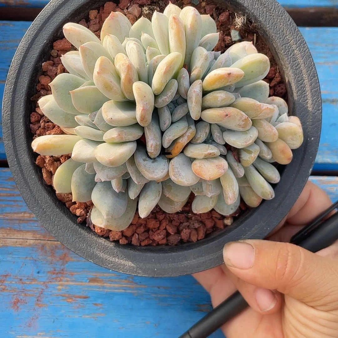 雪特石化缀化朵朵缀13头无砍无摘