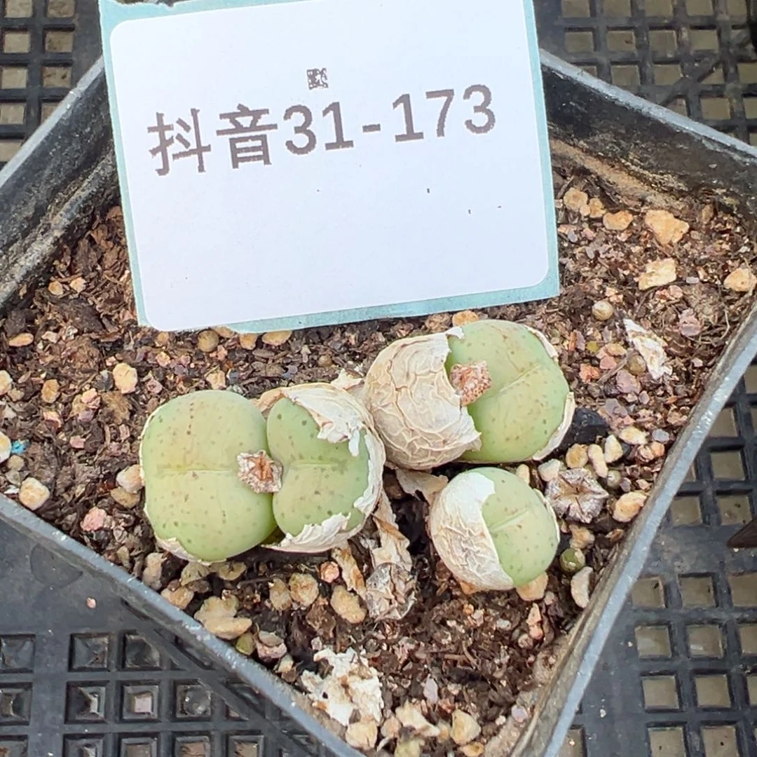 31-173肉锥多肉植物,