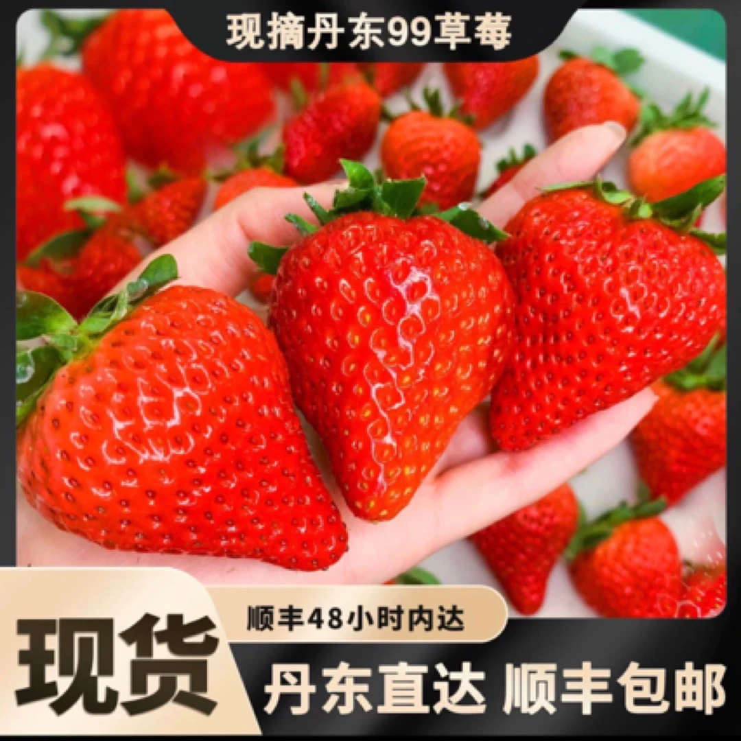 正宗丹东九九草莓香甜爽口核心产区产地直发顺丰包邮甜草莓