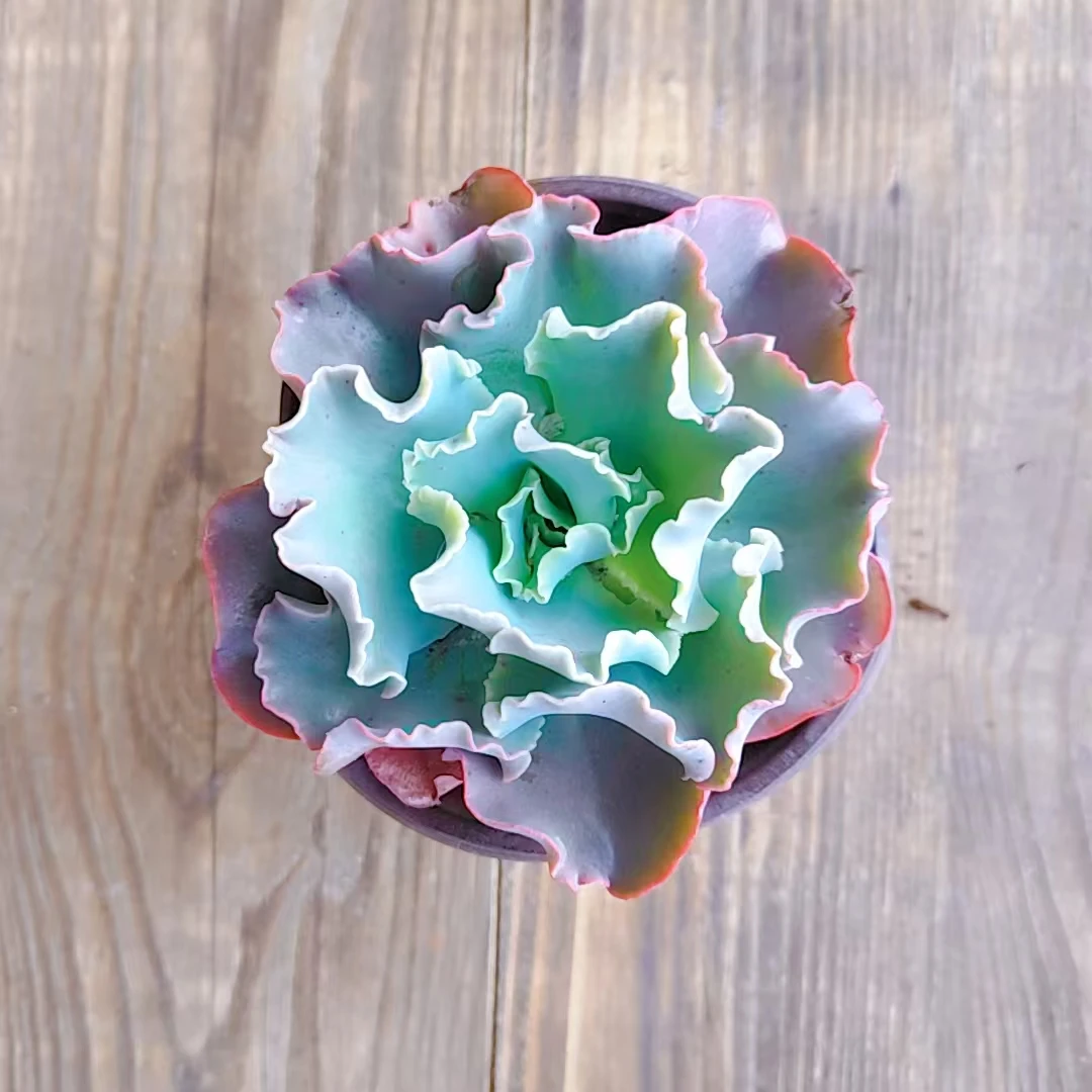 【高沙之翁 多肉 一颗 】阳台露台绿植栽种养护