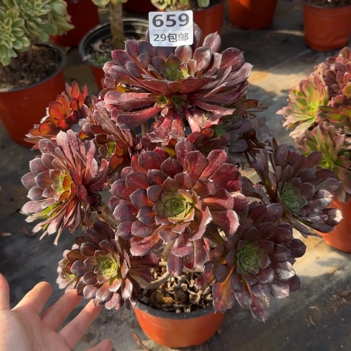 红铜中班……多肉植物……