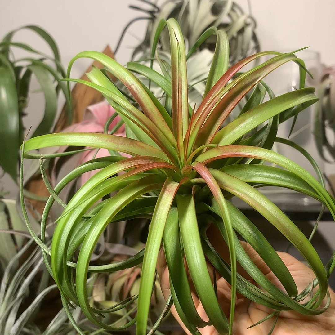 贝可利54号 空气凤梨