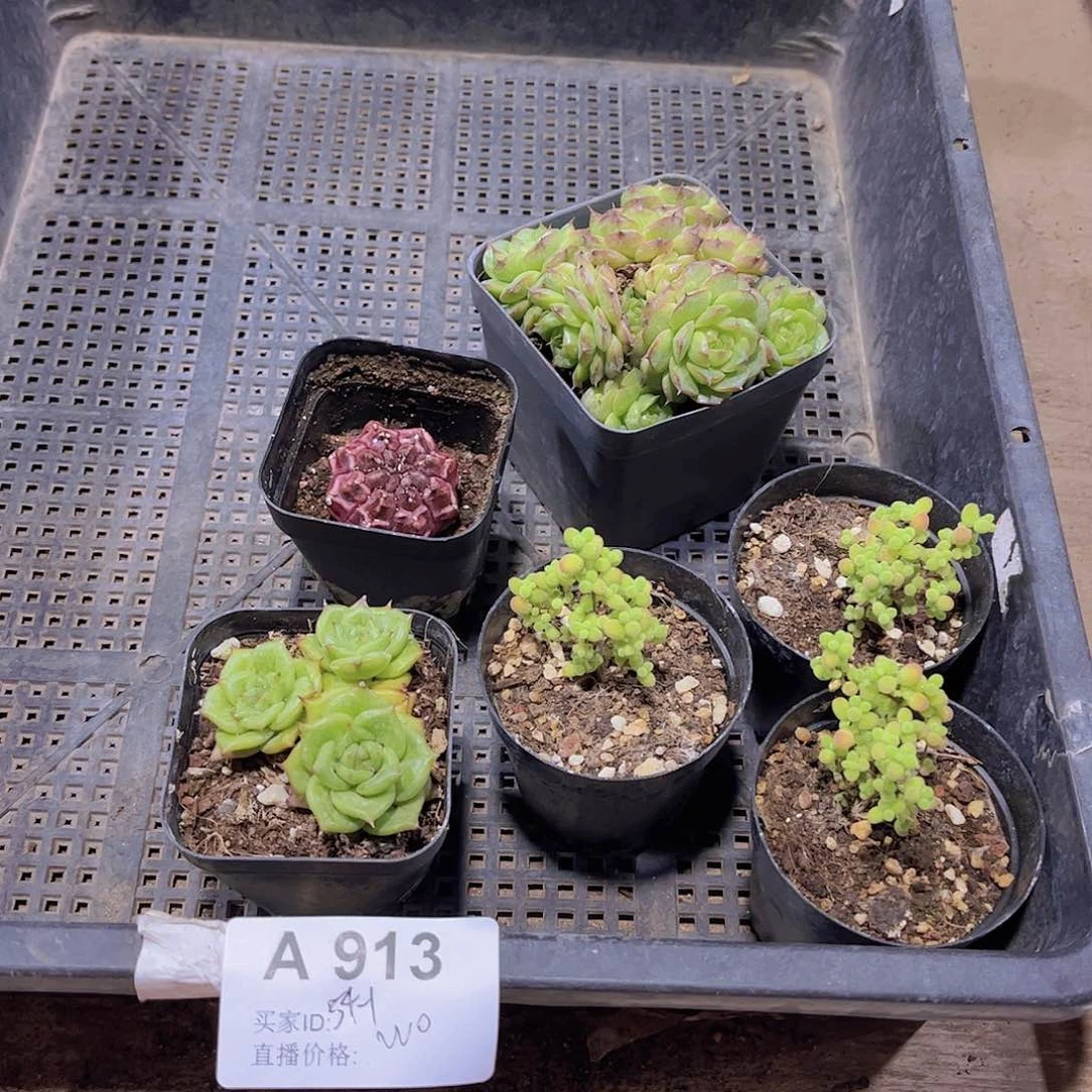 多肉913多肉植物